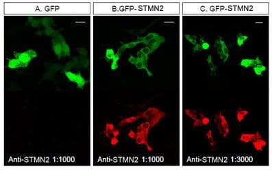 Polyclonal Rabbit anti-Mouse SCG10 / STMN2 Antibody (C-Terminus, IHC, IF, WB)