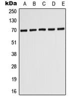 IHC-plus™ PMP70 Antibody (N-Terminus)