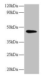 NAPSA / NAPA / Napsin A Antibody