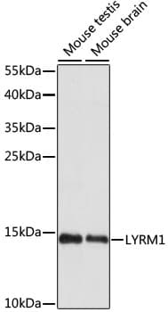 LYRM1 Antibody