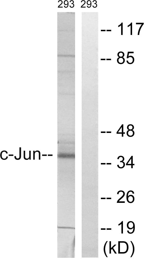 Polyclonal Rabbit anti-Human JUN / c-Jun Antibody (aa31-80, WB)