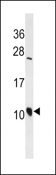DEFA3 / Defensin Alpha 3 Antibody (aa38-65)