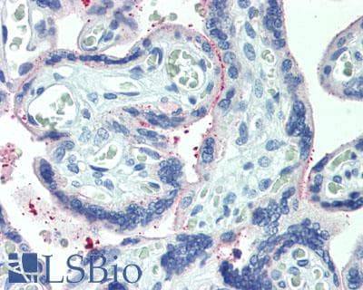 IHC-plus™ PLA2G2D Antibody
