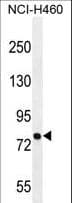 PNN / Pinin Antibody (aa209-239)