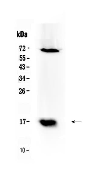 BIRC5 / Survivin Antibody