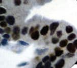RB1 / Retinoblastoma / RB Antibody (clone 1F8)
