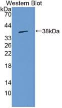 HPR Antibody (clone C1, Cy3)