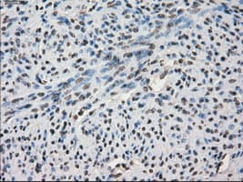 SLC7A8 / LAT2 Antibody (clone OTI7D6)