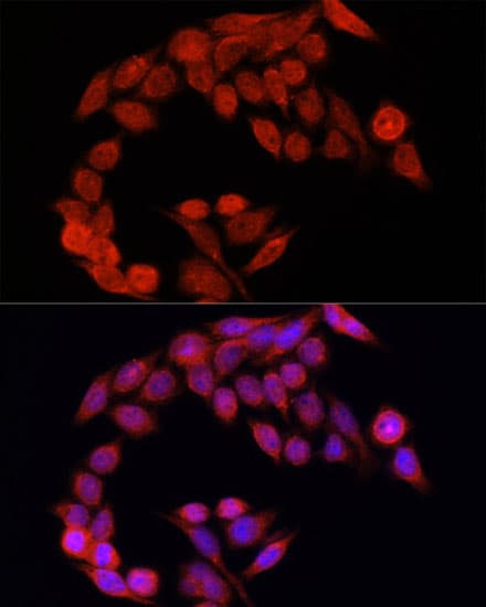 NFE2L2 / NRF2 Antibody