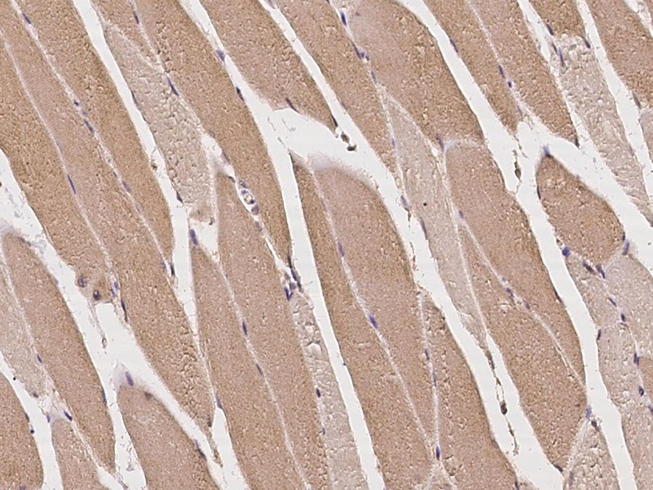 MUS81 Antibody