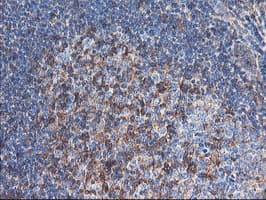 ENPEP / Aminopeptidase A Antibody (clone OTI3E7)