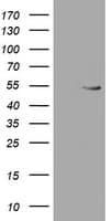 TIP48 / RUVBL2 Antibody (clone OTI1D9)