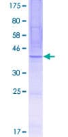 Human TEX261 Protein (Recombinant GST)