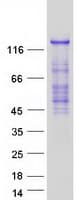Human RASGRF2 / RAS-GRF2 Protein (Recombinant Myc-DDK (Flag))