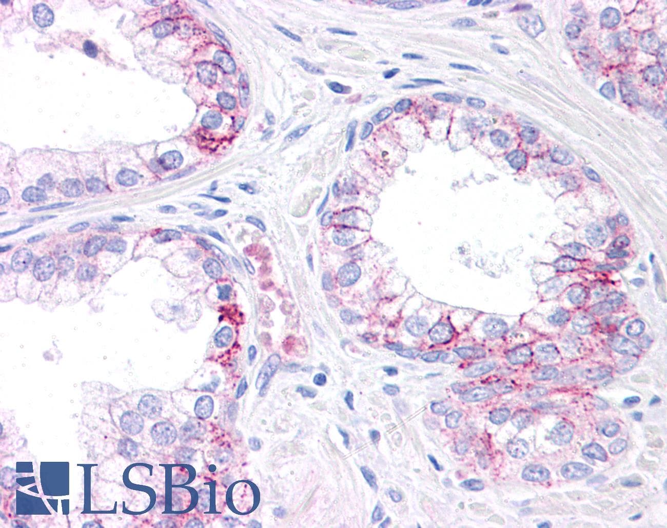 C/EBP Alpha / CEBPA Antibody (aa288-337)