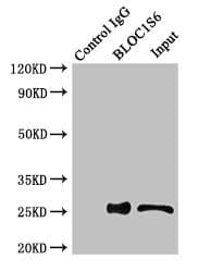 PLDN / Pallidin Antibody