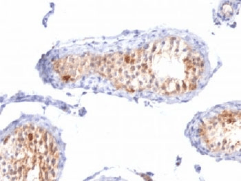 MLANA / Melan-A Antibody (clone A103 + M2-7C10 + M2-9E3, Azide-free, BSA-free)
