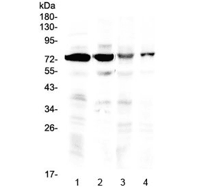 IBSP / Bone Sialoprotein Antibody
