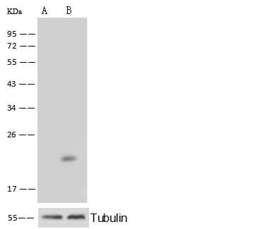 RHOA Antibody (Preservative Free)