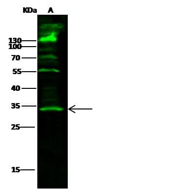SETD8 / SET8 Antibody (Preservative Free)