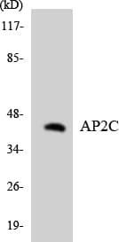 TFAP2C / AP2 Gamma Antibody (aa387-436)