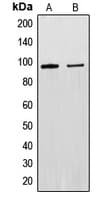 EXO1 Antibody (N-Terminus)