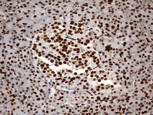 H2AFY2 Antibody (aa2-261, clone OTI1E9)