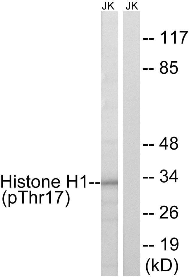 Histone H1 Antibody (phospho-Thr17)