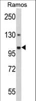 GNAS Antibody (aa640-667)
