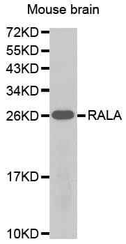 RALA / RAL Antibody