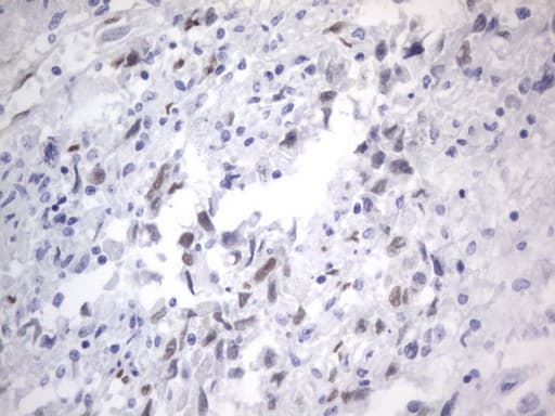 RBFOX1 / A2BP1 Antibody (aa1-210, clone OTI4F9)