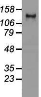 L1CAM Antibody (clone OTI1H3)