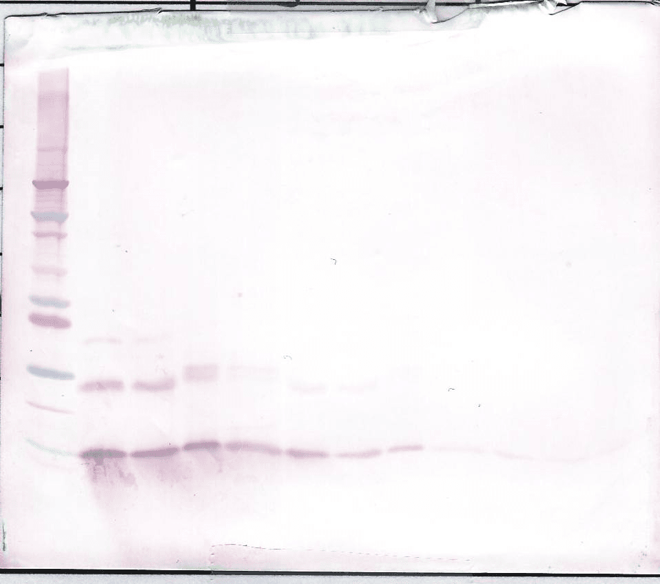 IL9 Antibody (Biotin)