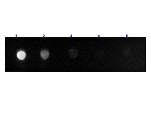 Goat Anti-Rat IgG Fc Secondary Antibody (FITC)
