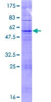 Human TAS2R43 Protein (Recombinant GST)