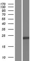 C19orf60 Protein (Over-Expression Lysate Myc-DDK (Flag))