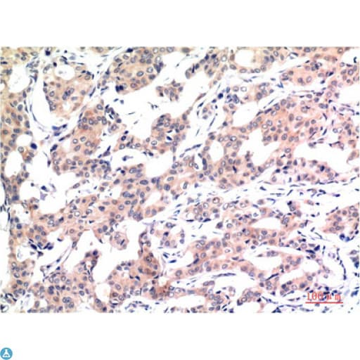 Monoclonal Mouse anti-Human Histone H3 Antibody (IHC)