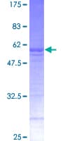 Human RAB32 Protein (Recombinant GST)