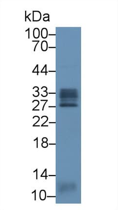 CD302 Antibody (aa23-232)