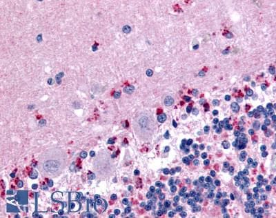 IHC-plus™ WNT2B Antibody (N-Terminus)