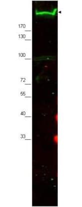 IHC-plus™ NES / Nestin Antibody