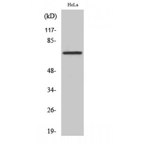DDX55 Antibody (60-140 aa, Internal)