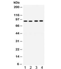 CD19 Antibody