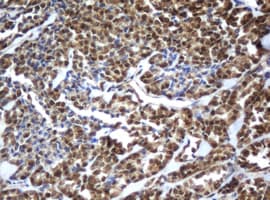 ZFAND5 Antibody (clone OTI5H8)