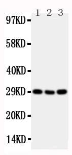 Polyclonal Rabbit anti-Mouse TNFRSF4 / CD134 / OX40 Antibody (aa22-43, WB)