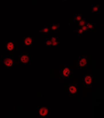 C/EBP Epsilon / CEBPE Antibody