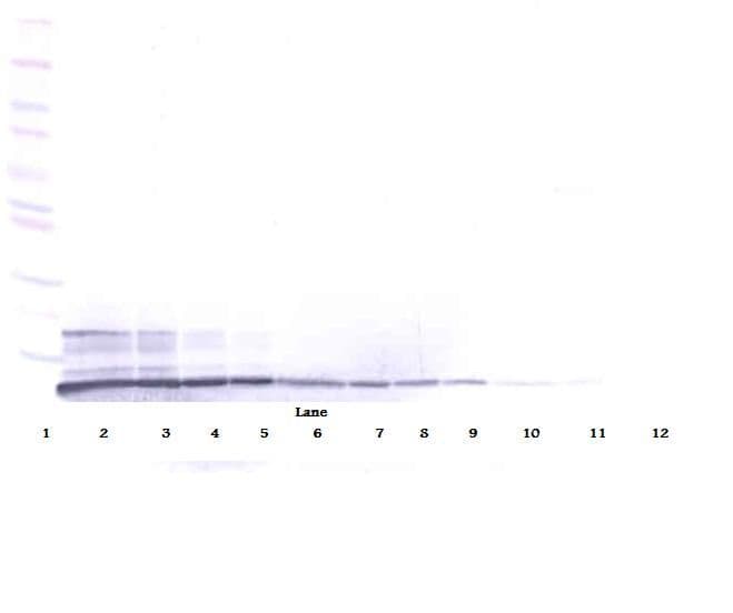 IHC-plus™ SDF1 / CXCL12 Antibody