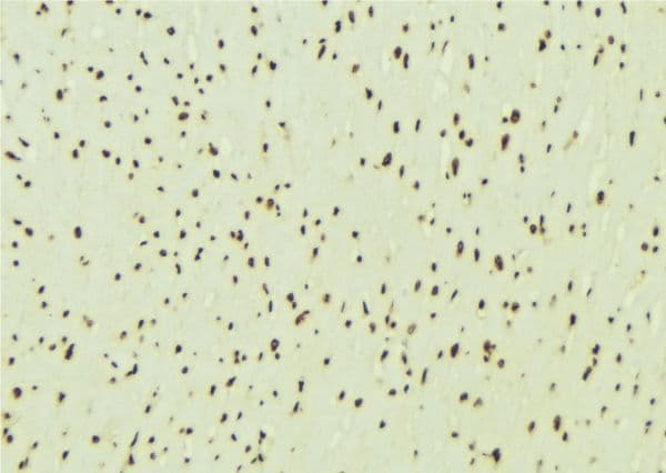 U2AF1 Antibody
