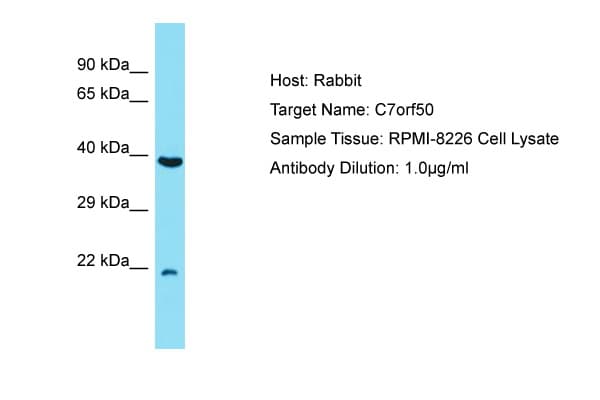 C7orf50 Antibody (N-Terminus)