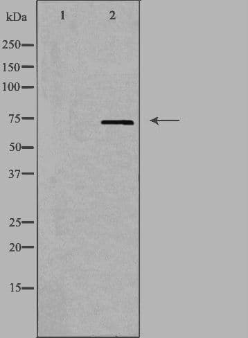 FXR2 Antibody